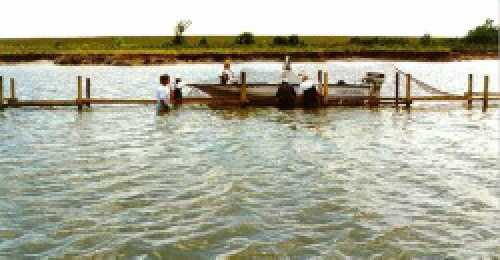 oyster1.jpg (19221 bytes)