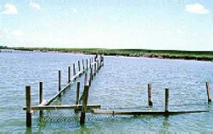 oyster2.jpg (14231 bytes)